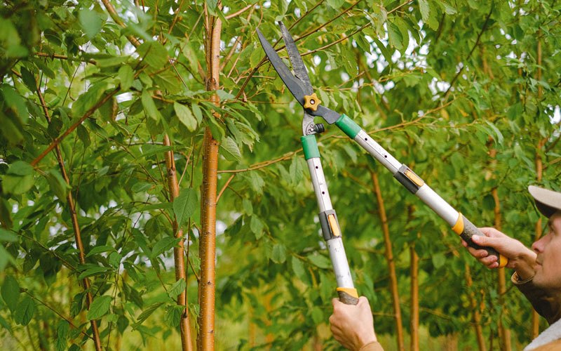 Tree trimming in Mineral Point, WI