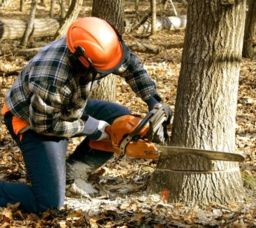 Tree Removal in Mineral Point, WI